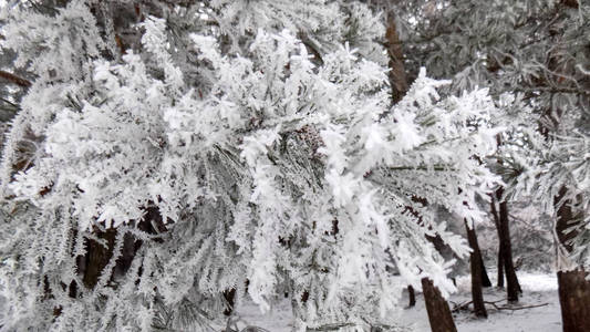 美丽的冬季松林背景。 松枝背景上的雪。 大自然壁纸