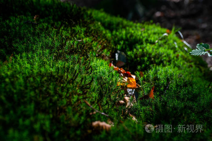 秋林中苔藓绿色草地照片阳光照射
