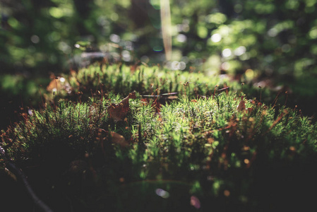 秋林中苔藓绿色草地照片，阳光照射