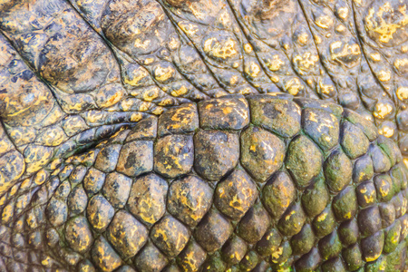 活鳄鱼皮肤图案从活体为背景。 鳄鱼养殖用于饲养鳄鱼，以生产鳄鱼和鳄鱼肉皮等商品。