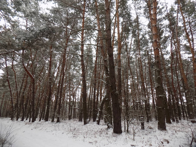 美丽的冬季景观。 松林背景。 树林壁纸