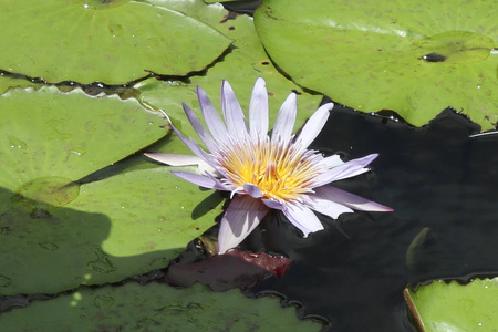 叶莲花在池塘中漂浮