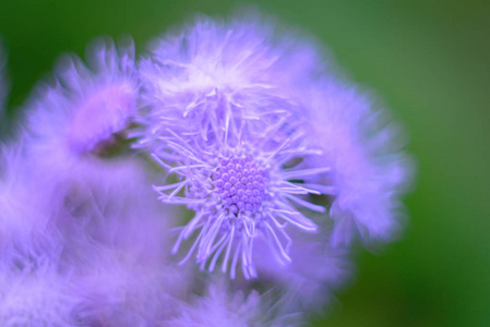 紫罗兰色的花背景。 照片模糊
