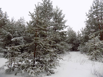 冬季森林背景。 松树上的白雪