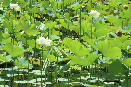 睡莲花，水上绿叶环绕