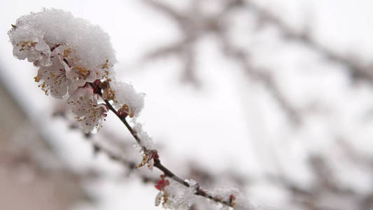 树开花伴春雪