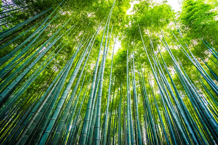 日本京都山森林竹林的美丽景观