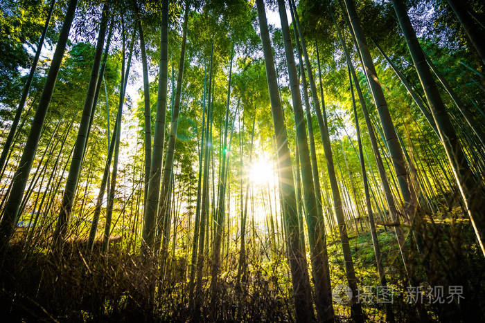 日本京都山森林竹林的美丽景观