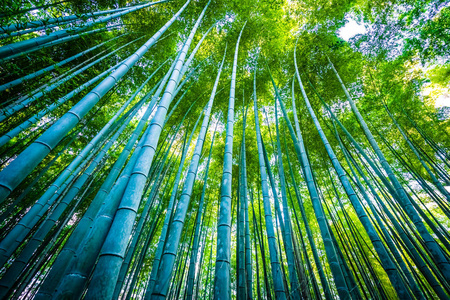 日本京都山森林竹林的美丽景观