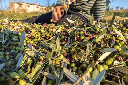 接近从意大利收获的橄榄与工作人员