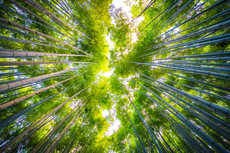 日本京都山森林竹林的美丽景观