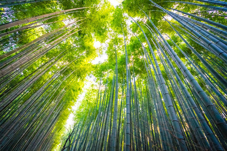 日本京都山森林竹林的美丽景观