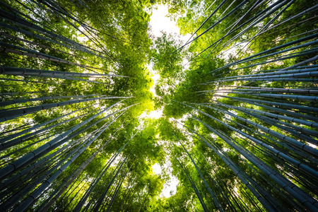 日本京都山森林竹林的美丽景观图片
