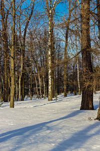 在阳光明媚的日子里, 冬天森林里的树木图片
