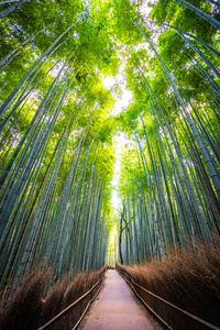 日本京都山森林竹林的美丽景观