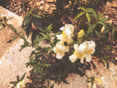 秋天开花美丽的花朵。特写镜头