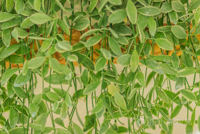 绿色常春藤叶背景的戴夫(二仙花数字),一种神奇的绿色树,挂在花园和