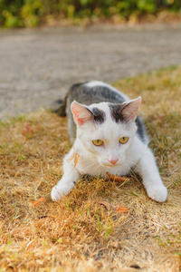 花园里一只黑白花斑猫