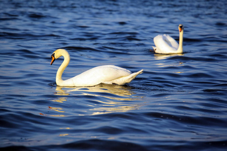 湖上两只美丽的白天鹅图片