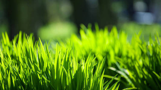草坪背景上的绿草