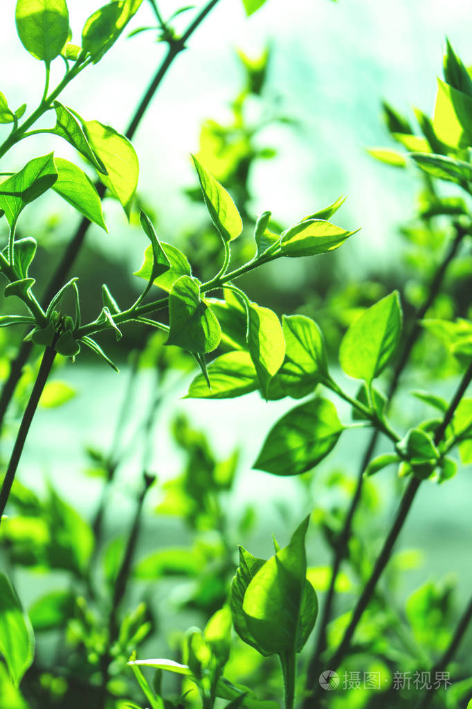 树枝上的绿色小叶子色调柔和的背景