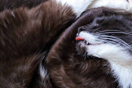 猫可爱的睡着了伸出舌头