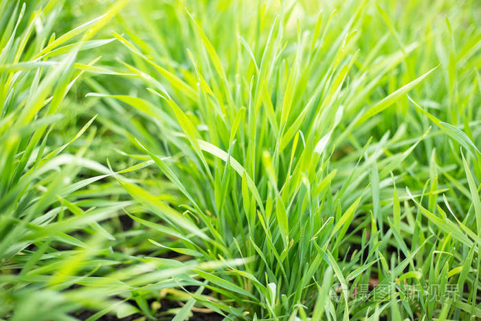 生长在田野里的绿色小麦芽