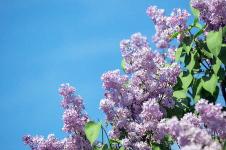 天空中盛开着紫色紫丁香的花朵图片
