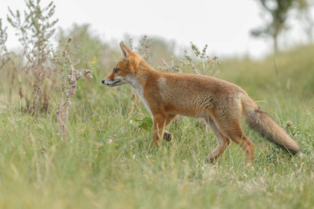 自然界中的红色狐狸幼崽