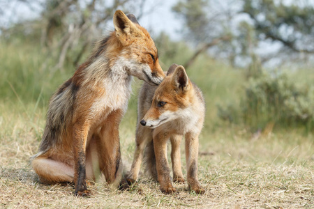 自然界中的红色狐狸幼崽