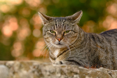 一只灰色的猫躺在砂岩墙上