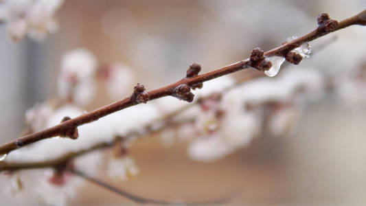 开花杏树和春雪覆盖在树枝上电影Dof拍摄