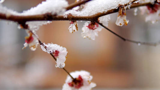 树开花伴春雪