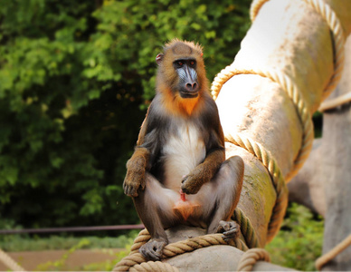 猴子的性器官. 他性行为活跃照片