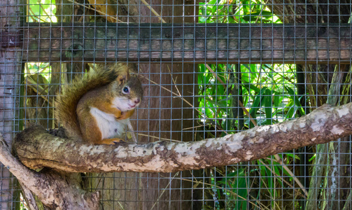 可爱的可爱的棕色红色普通松鼠坐在树枝上，啮齿动物宠物上