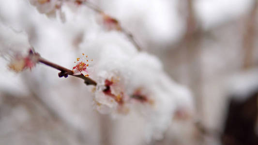 果树枝条盛开，春雪覆盖。 电影稳定镜头