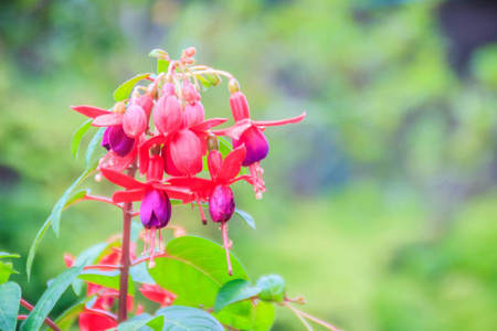 s also known as the hummingbird fuchsia, hardy fuchsia, lady39