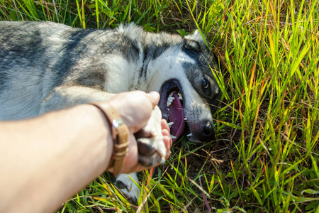 快乐微笑的灰狗在大自然中伸出爪子