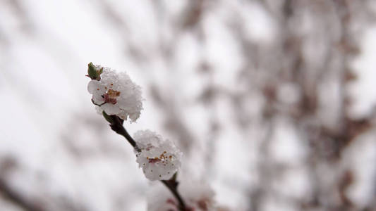 春天树木开花和雪的特写镜头。 天气异常