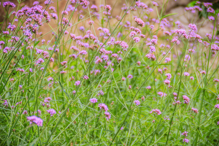 美丽的紫色花马鞭草也被认为是紫顶马鞭草，阿根廷马鞭草，高大马鞭草或漂亮的马鞭草。 选择性聚焦
