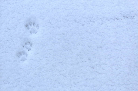 猫脚在刚落的雪上的痕迹
