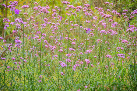 美丽的紫色花马鞭草也被认为是紫顶马鞭草,阿根廷马鞭草,高大马鞭草或