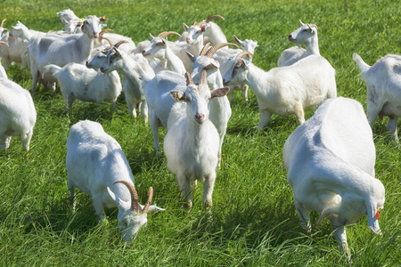 在放牧山羊图片