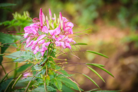 花园里的粉红色小花。 卵裂的种类通常称为蜘蛛花蜘蛛植物蜘蛛杂草或蜜蜂植物。