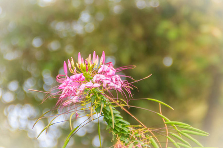 花园里的粉红色小花 卵裂的种类通常称为蜘蛛花 蜘蛛植物 蜘蛛杂草或蜜蜂植物 照片 正版商用图片14l9qr 摄图新视界 花园里的粉红色小花 卵裂的种类通常称为蜘蛛花 蜘蛛植物 蜘蛛杂草或蜜蜂植物 照片 正版商用图片14l9qr 摄图新视界