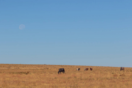 一轮满月笼罩着犹他州沙漠中的一群野马