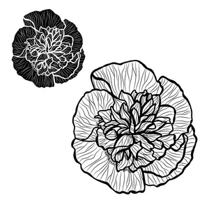 装饰玛尔瓦花设置设计元素。 可用于卡片邀请横幅海报印刷设计。 线条艺术风格的花卉背景