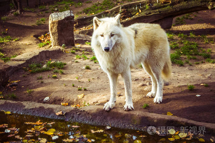 北极狼或极地白狼灰狼亚种在秋天看相机