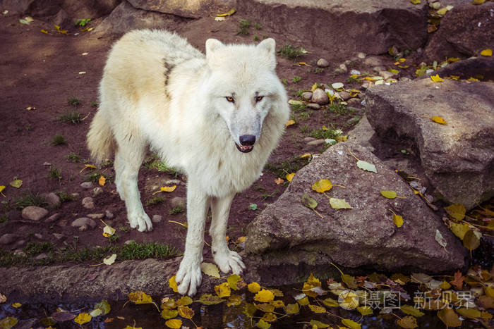 北极狼或极地白狼灰狼亚种在秋天看相机