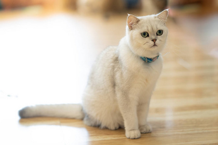 白猫-灰褐色在房间里玩,柔和的焦点照片